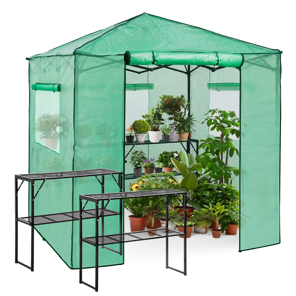 EAGLE PEAK 7x7 Pop up Greenhouse Portable Walk - in Outdoo Greenhouse with 2 Foldable Shelves - Eagle Peak Canopy and Outdoor Products