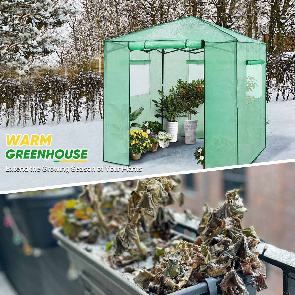 EAGLE PEAK 7x7 Pop up Greenhouse Portable Walk - in Outdoo Greenhouse with 2 Foldable Shelves - Eagle Peak Canopy and Outdoor Products